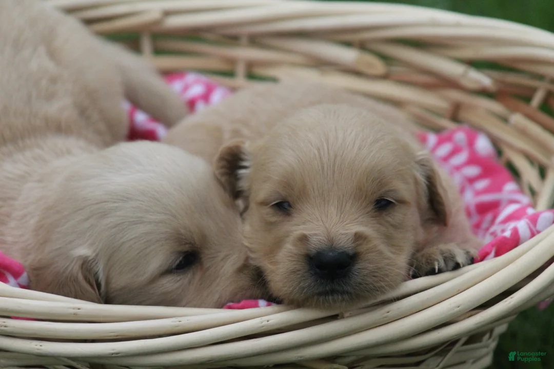 Golden Retriever dogs for sale: Daisy  - Ad 2