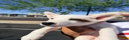Australian Cattle Dog dogs for sale: Australian Cattle Dog 2 - Ad 3