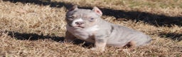 American Bully dogs for sale: American Bully Puppy 2 - Merle - Ad 3