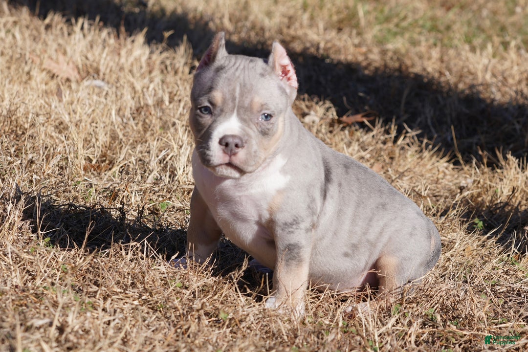 American Bully dogs for sale: American Bully Puppy 2 - Merle - Ad 3
