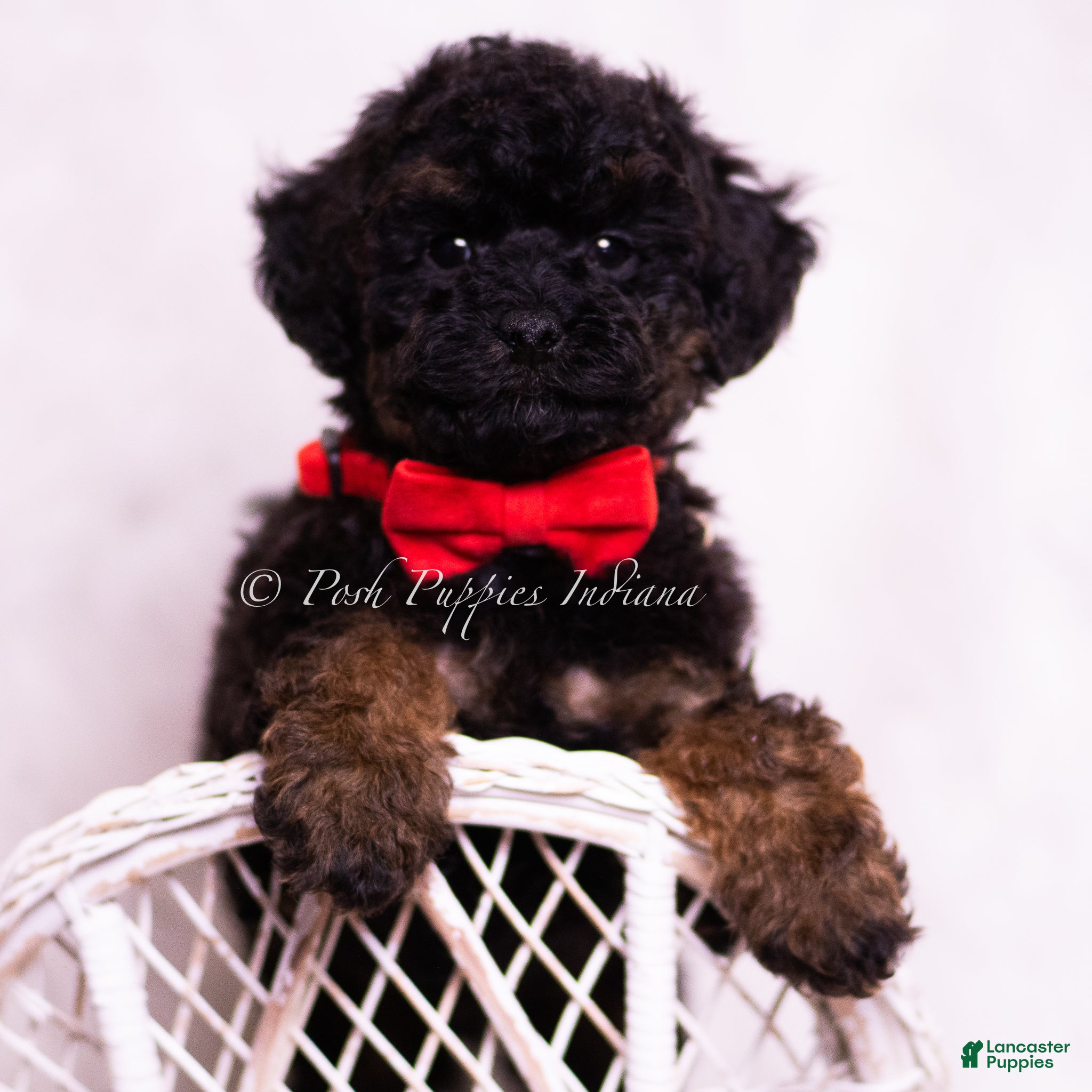 Toy Poodle dogs Ditto - Ad 1