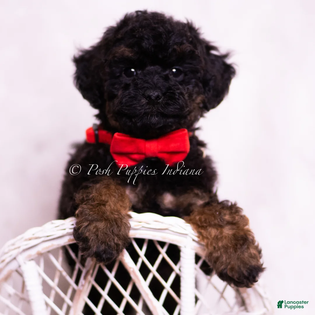 Toy Poodle dogs for sale: Ditto - Ad 1