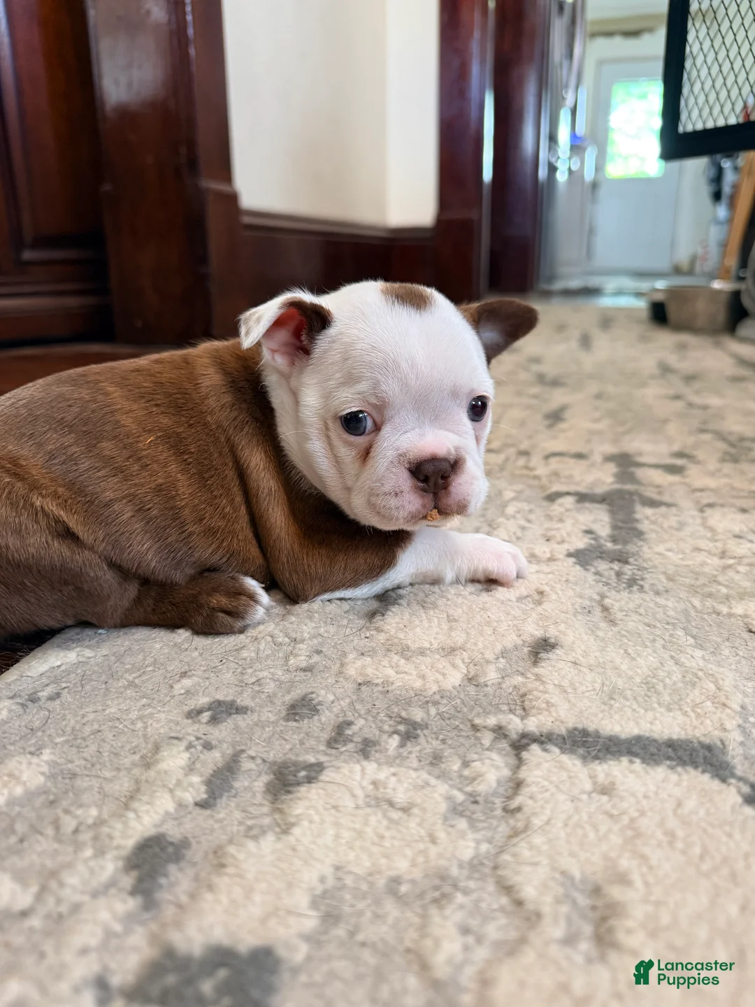 Boston Terrier dogs for sale: Winston - Ad 1