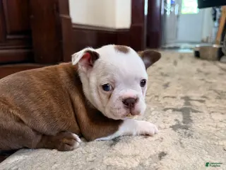 Boston Terrier dogs Winston - Ad 1