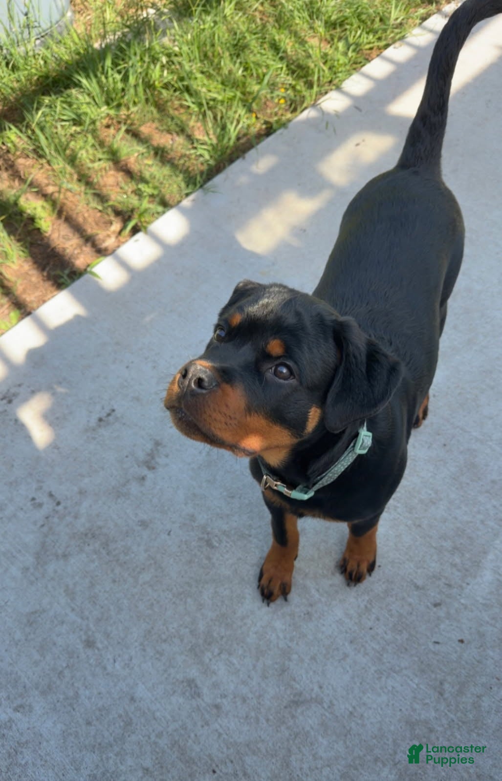 Rottweiler dogs Rottweiler Female - Ad 1
