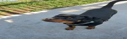 Rottweiler dogs for sale: Rottweiler Female - Ad 1