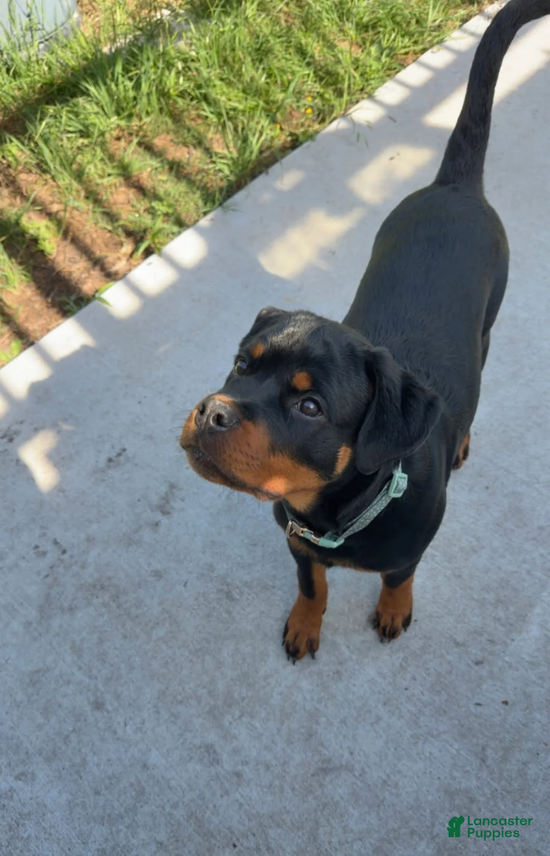 Rottweiler dogs for sale: Rottweiler Female - Ad 1