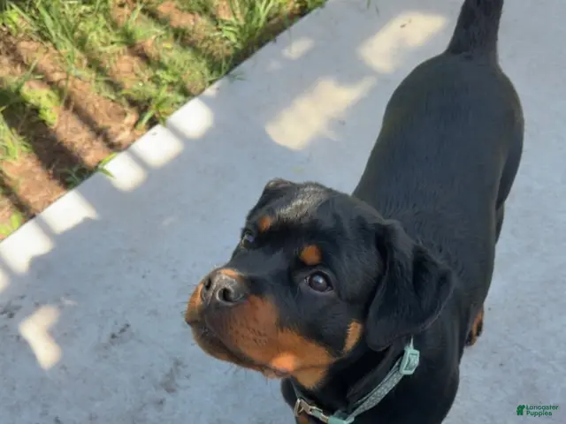 Rottweiler dogs Rottweiler Female - Ad 1