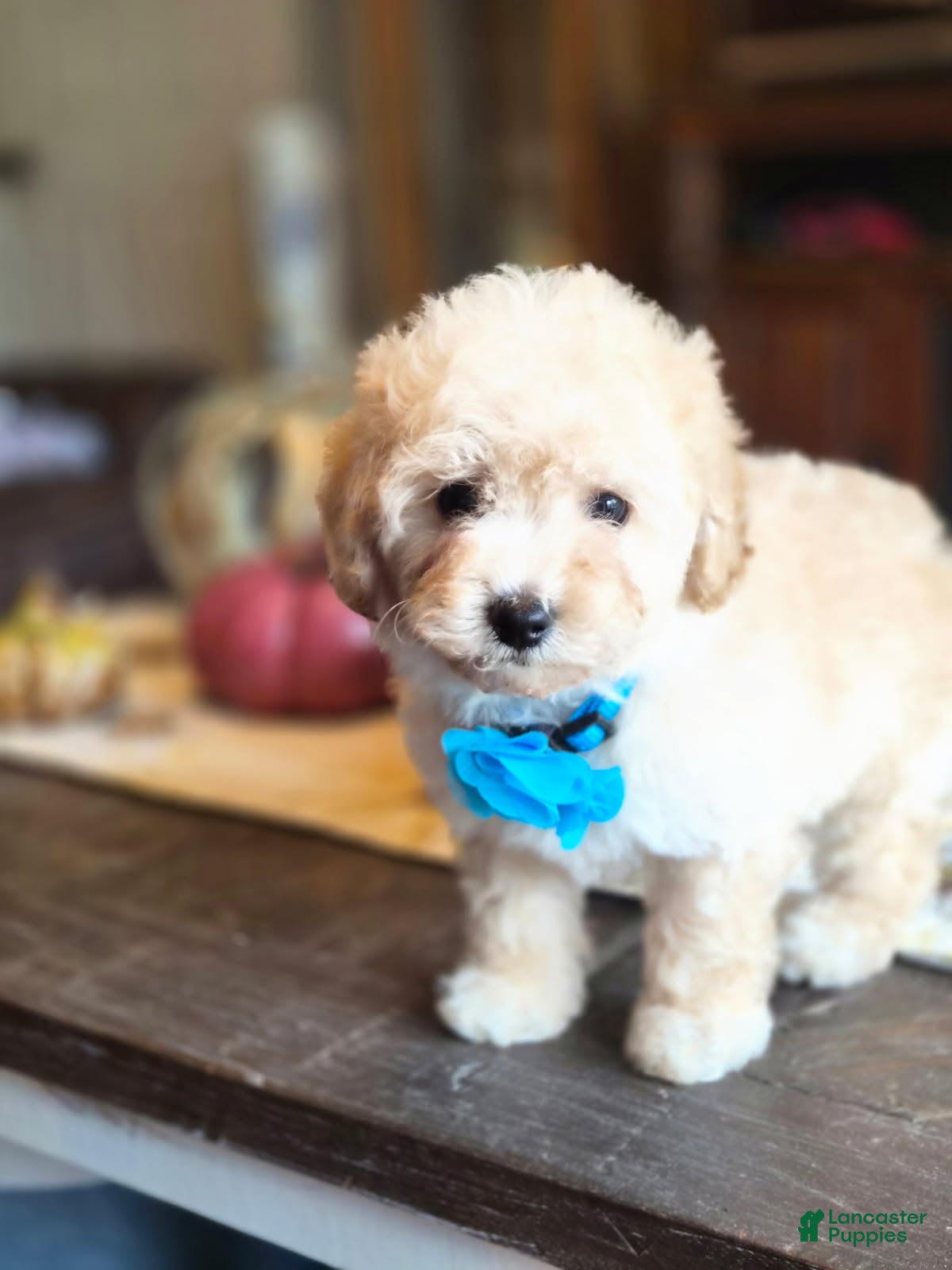 Beau (Maltipoo, Male) in Lafayette, IN