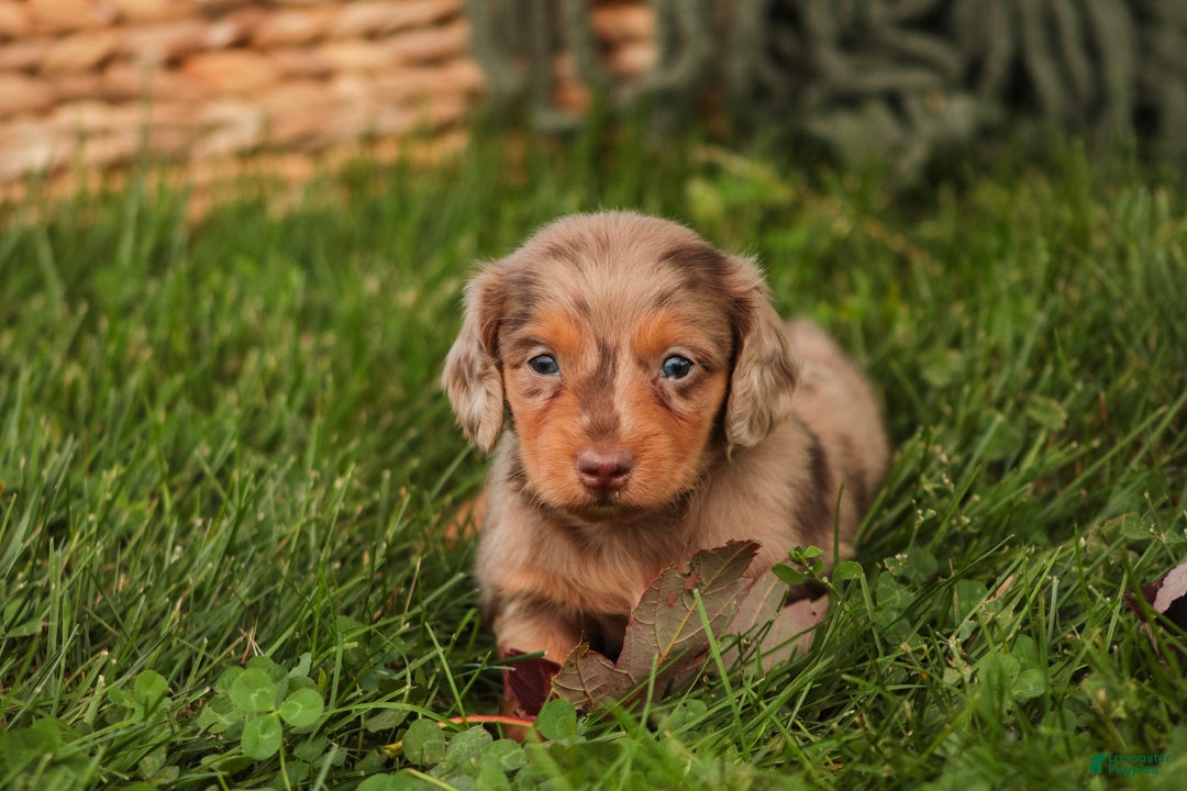Miniature Dachshund dogs MacGyver Miniature Dachshund  - Ad 41