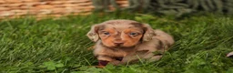 Miniature Dachshund dogs for sale: MacGyver Miniature Dachshund  - Ad 1