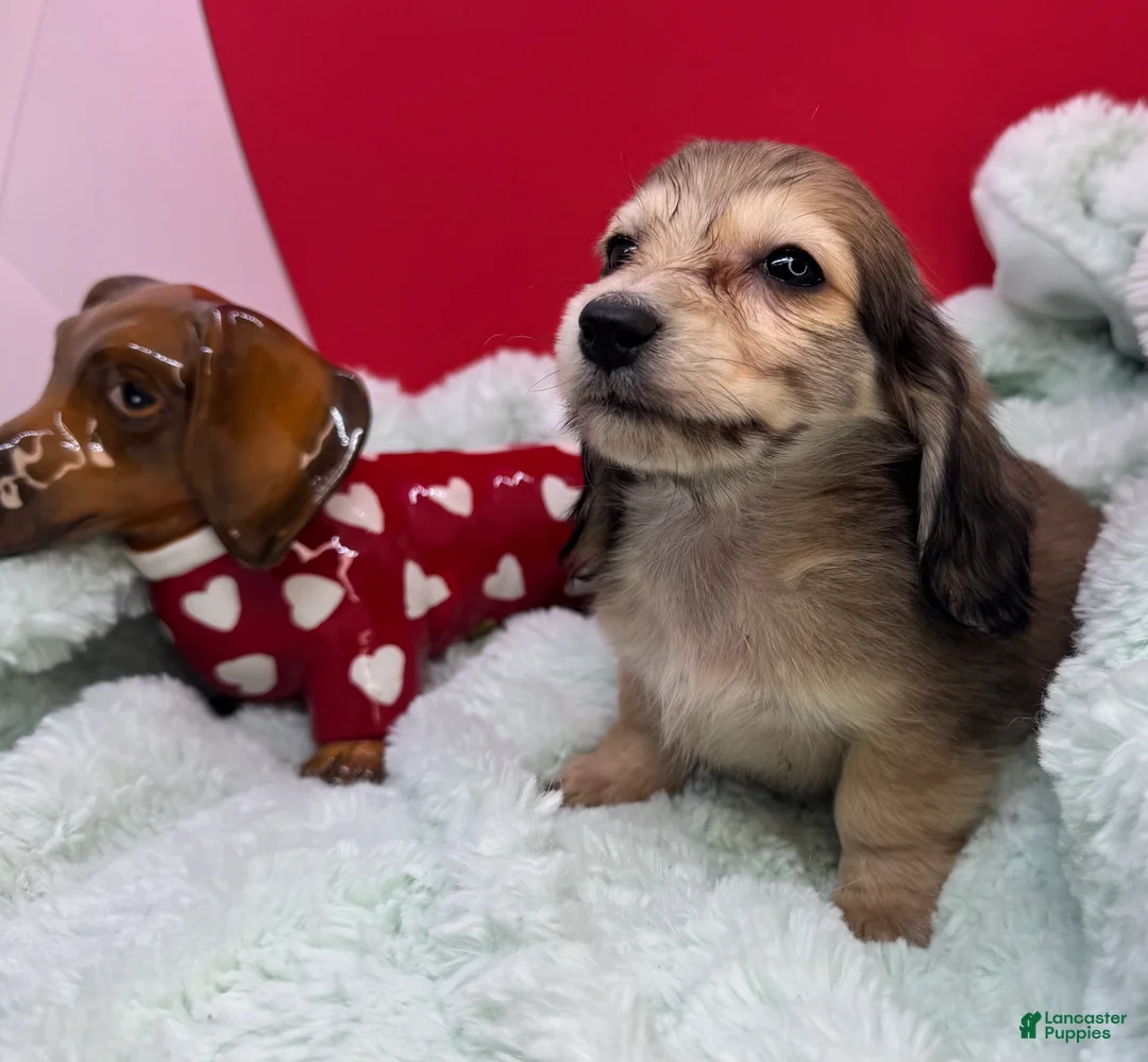 Miniature Dachshund dogs for sale: CReam  - Ad 3