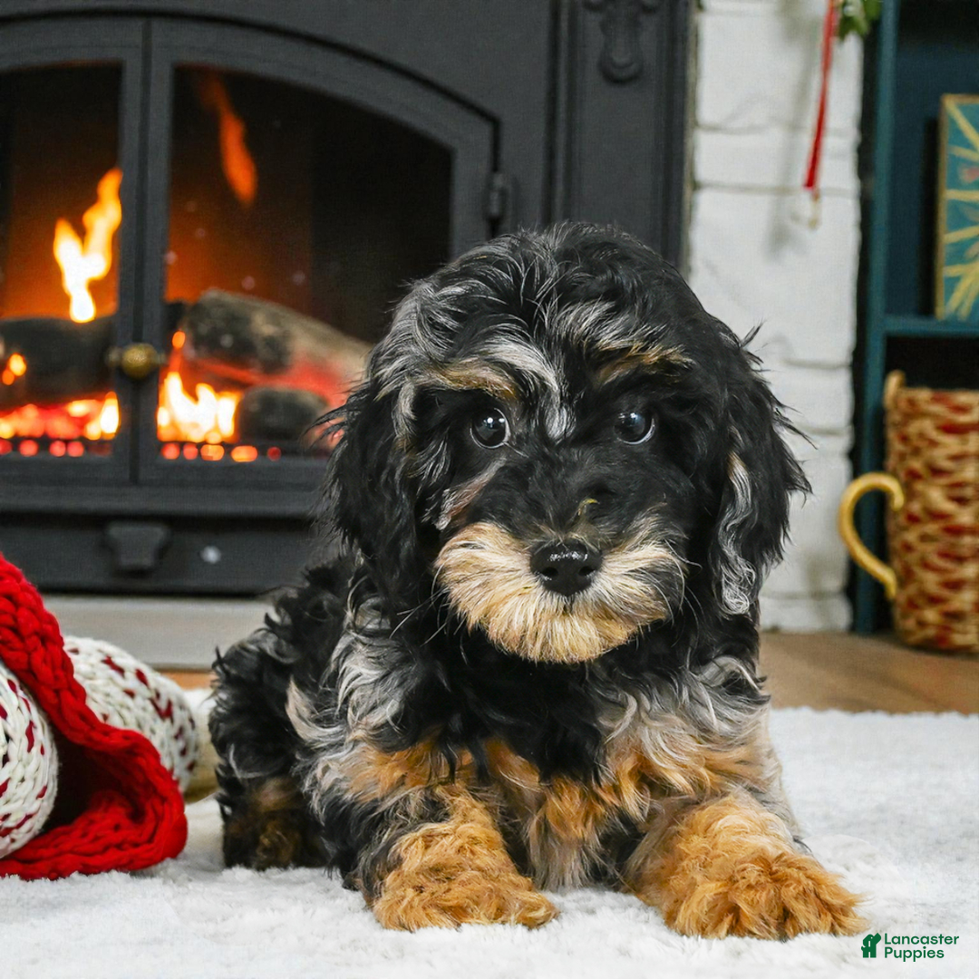 Cockapoo dogs for sale: angel - Ad 1