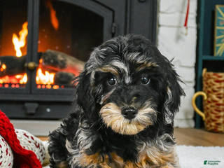 Cockapoo dogs angel - Ad 17