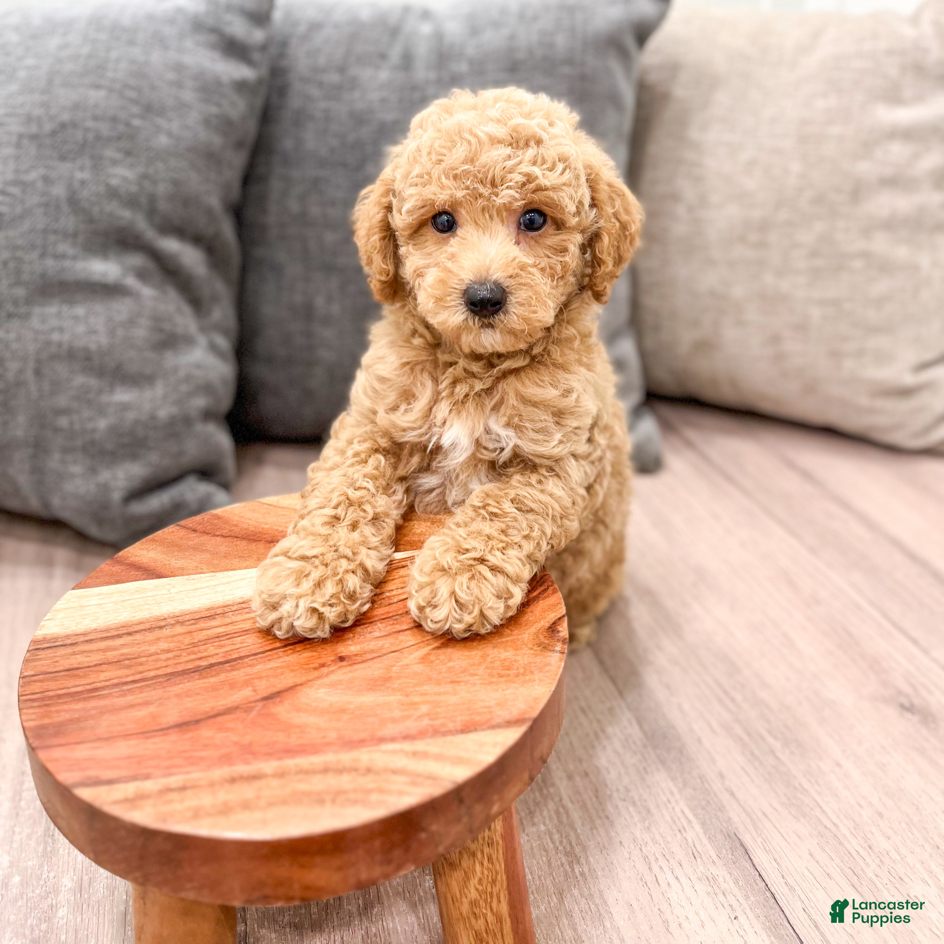 Miniature Poodle dogs Copper - Ad 2