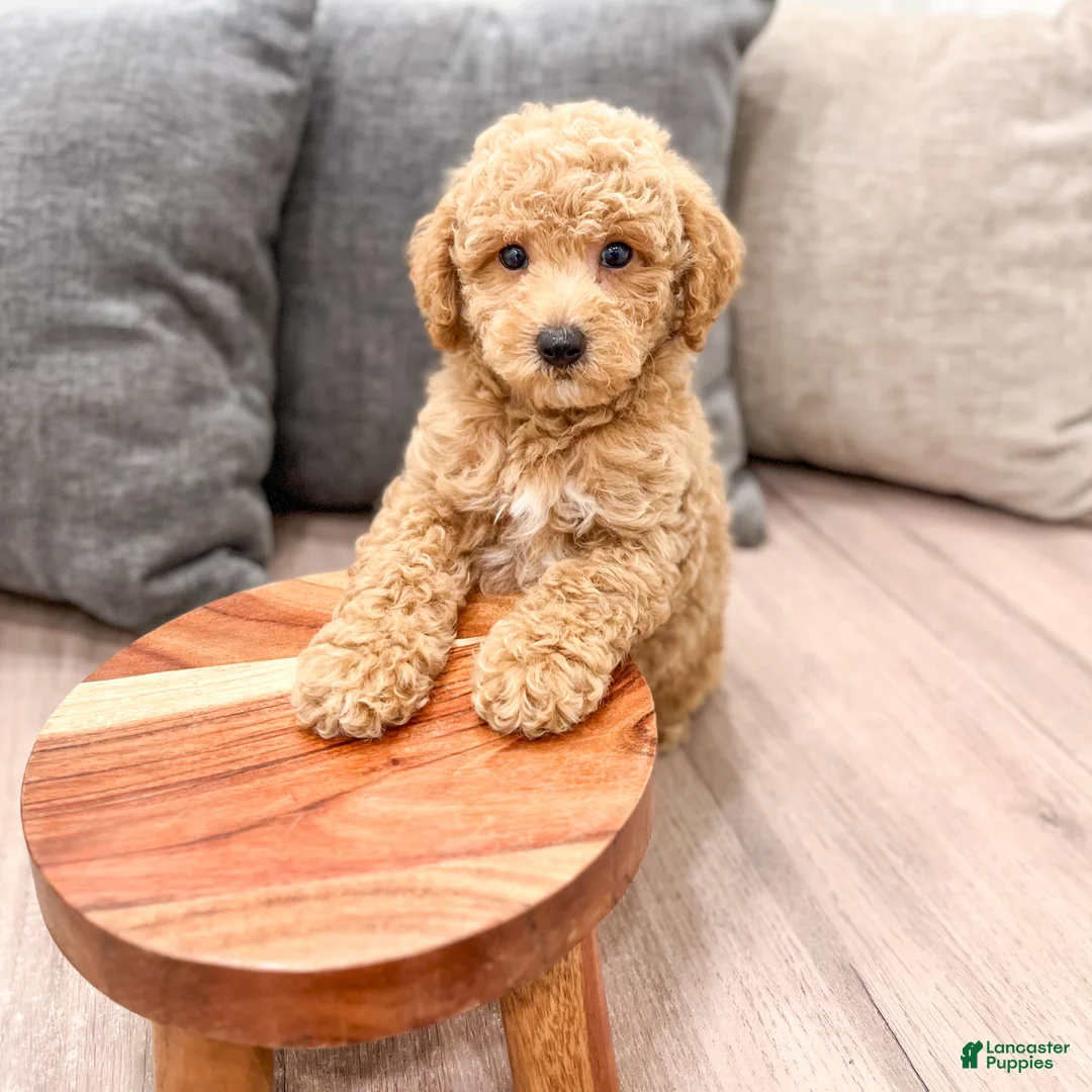 Miniature Poodle dogs for sale: Copper - Ad 2