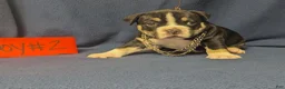 American Bully dogs for sale: American Bully 2 - Ad 3