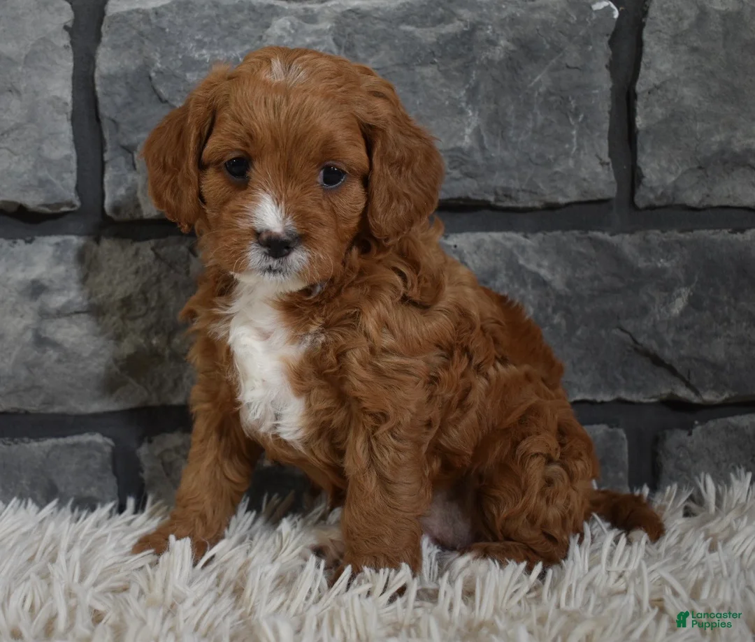 Cavapoo dogs for sale: Paige - Ad 4