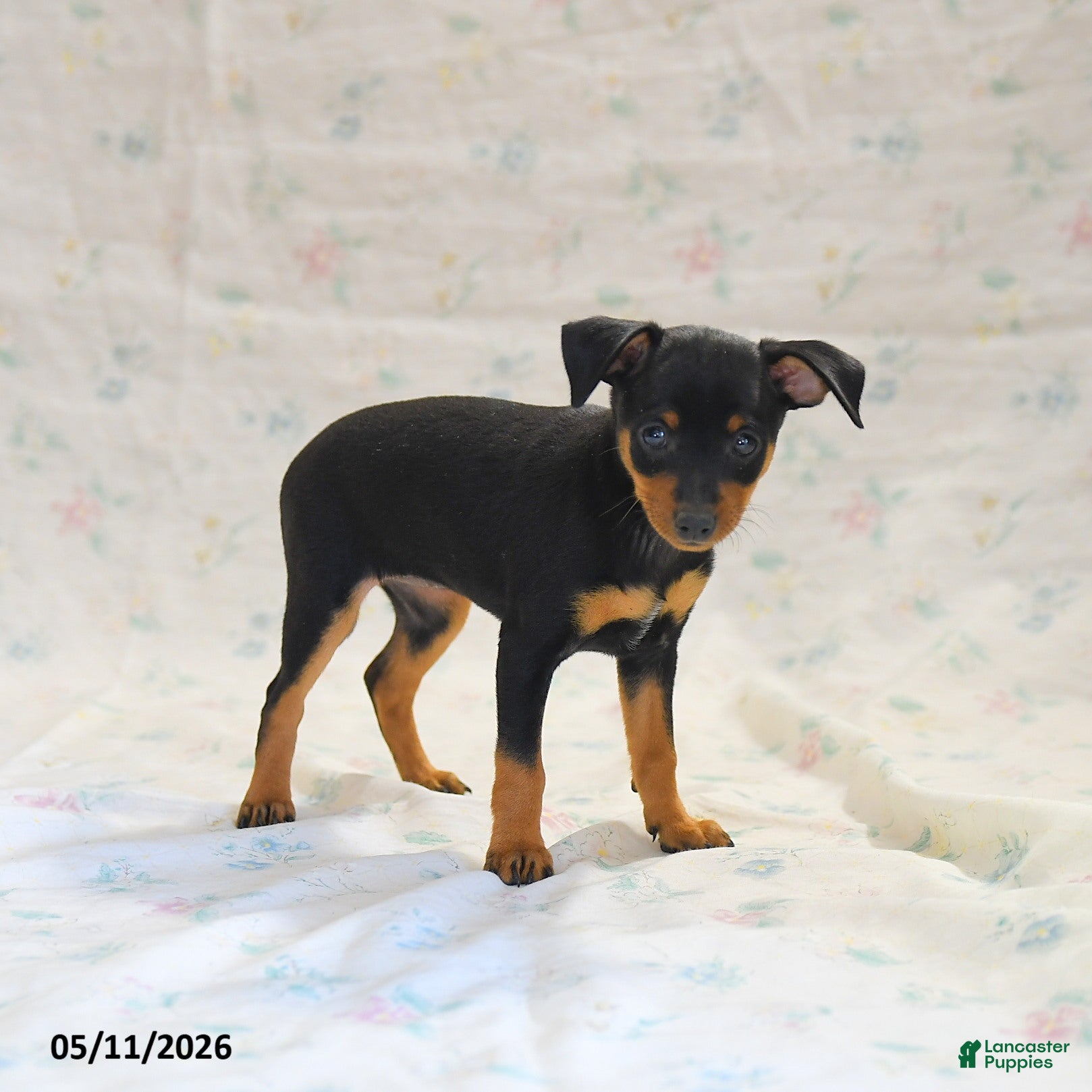 Miniature Pinscher dogs Phalora  - Ad 2