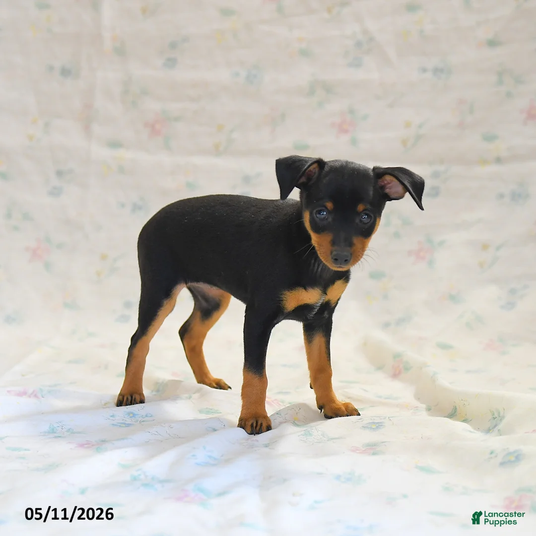 Miniature Pinscher dogs for sale: Phalora  - Ad 2