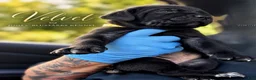 Cane Corso dogs for sale: Velvet - Ad 7