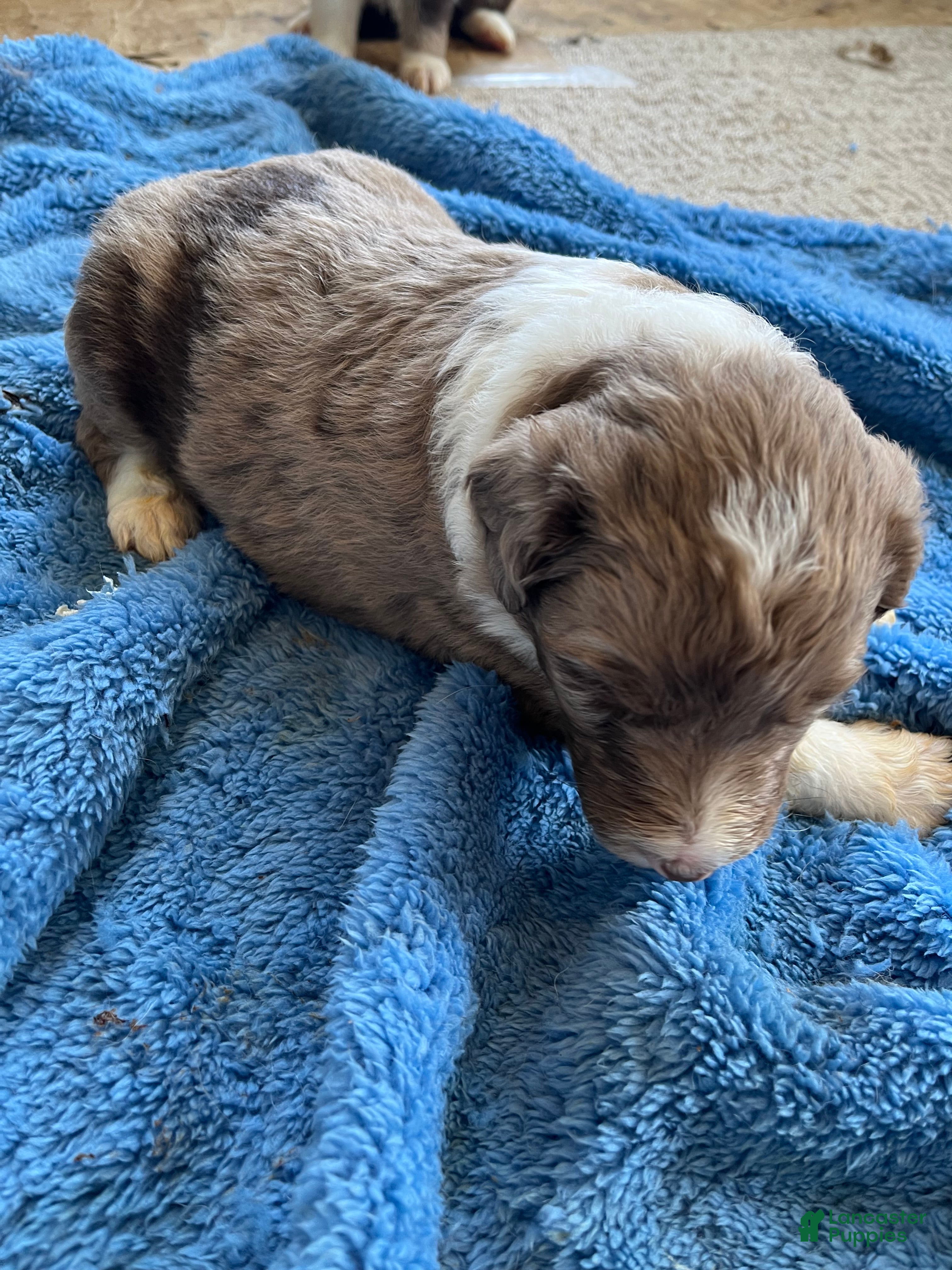 Aussiedoodle dogs Aussiedoodle Puppy 3 - Ad 2
