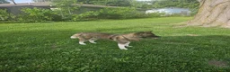 Akita dogs for sale: Akita Puppy 1 - Ad 5