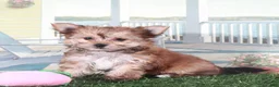 Mixed Breed dogs for sale: Duchess-Regal Little Female Havayork Puppy - Ad 5