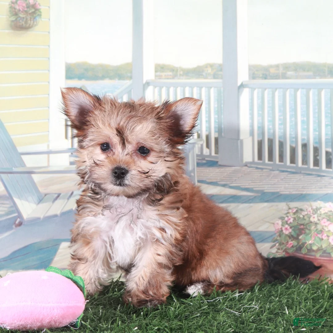 Mixed Breed dogs for sale: Duchess-Regal Little Female Havayork Puppy - Ad 5