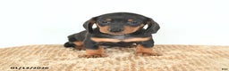Miniature Dachshund dogs for sale: Dash - Ad 5