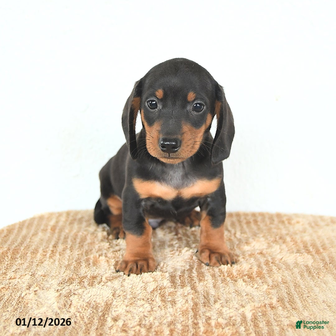 Miniature Dachshund dogs for sale: Dash - Ad 5
