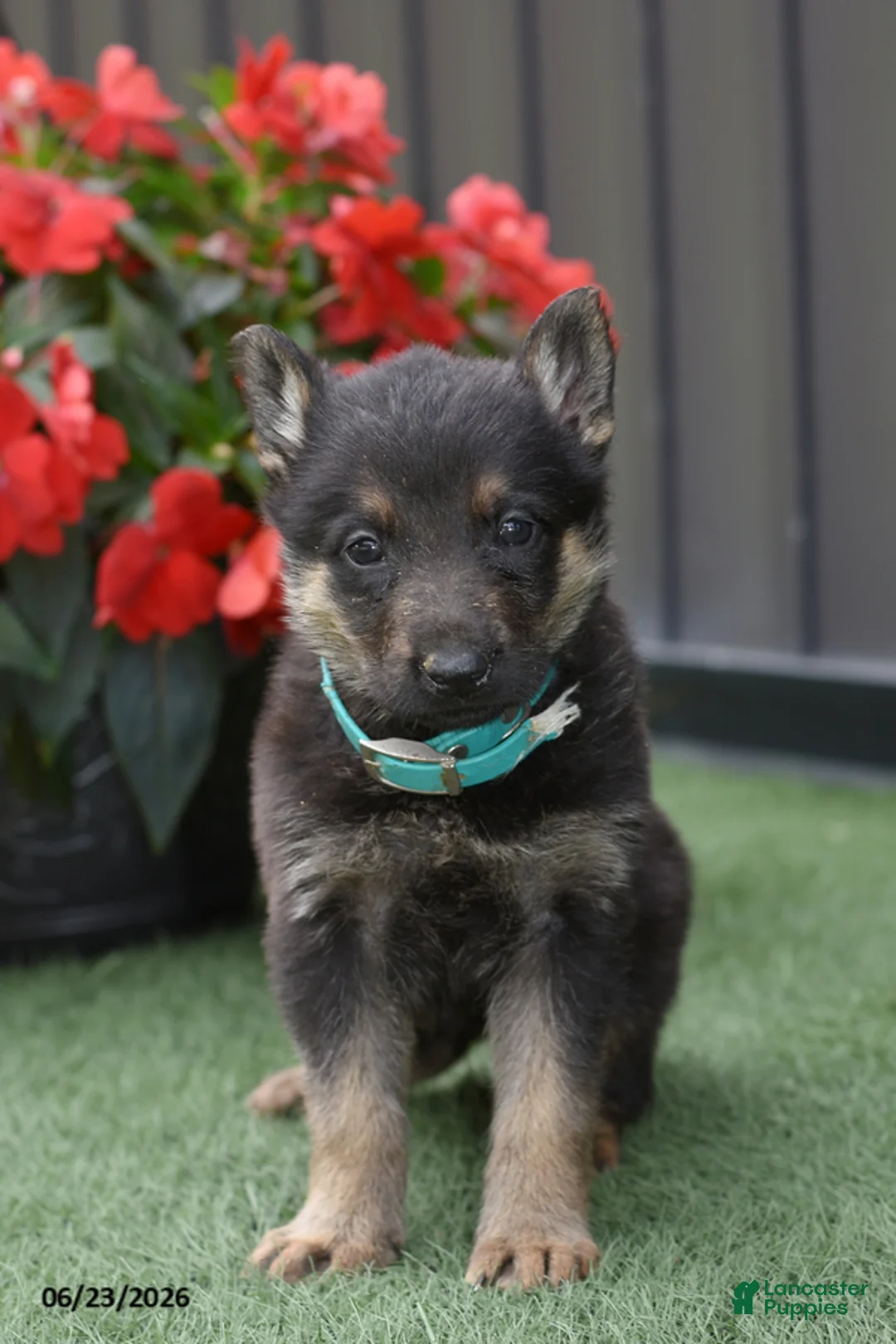 German Shepherd dogs for sale: Addy - Ad 1