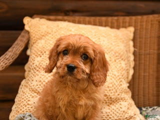 Cavapoo dogs - Ad 5