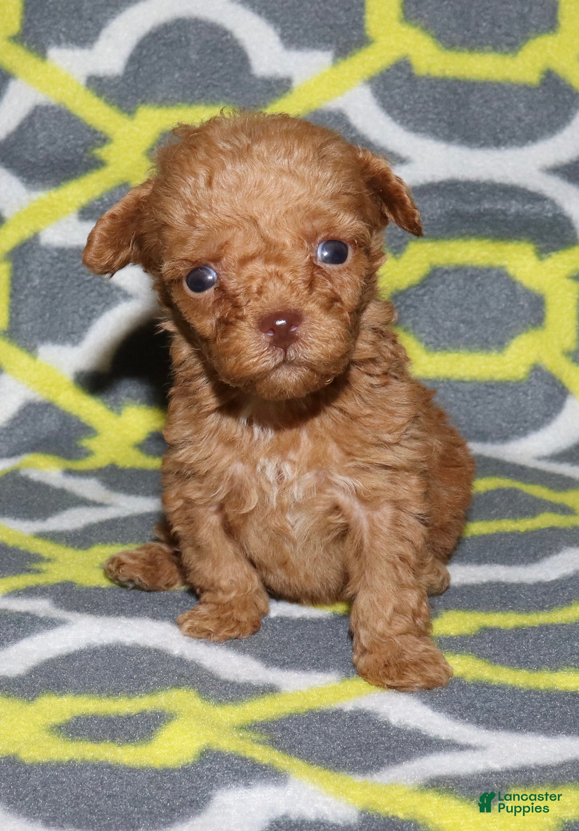 Toy Poodle dogs for sale: Double T Summer’s apricot male - Ad 22