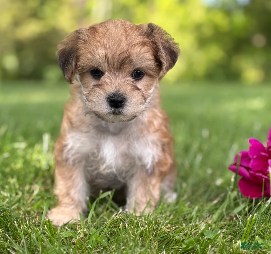 Morkie dogs for sale: Bradley  - Ad 2