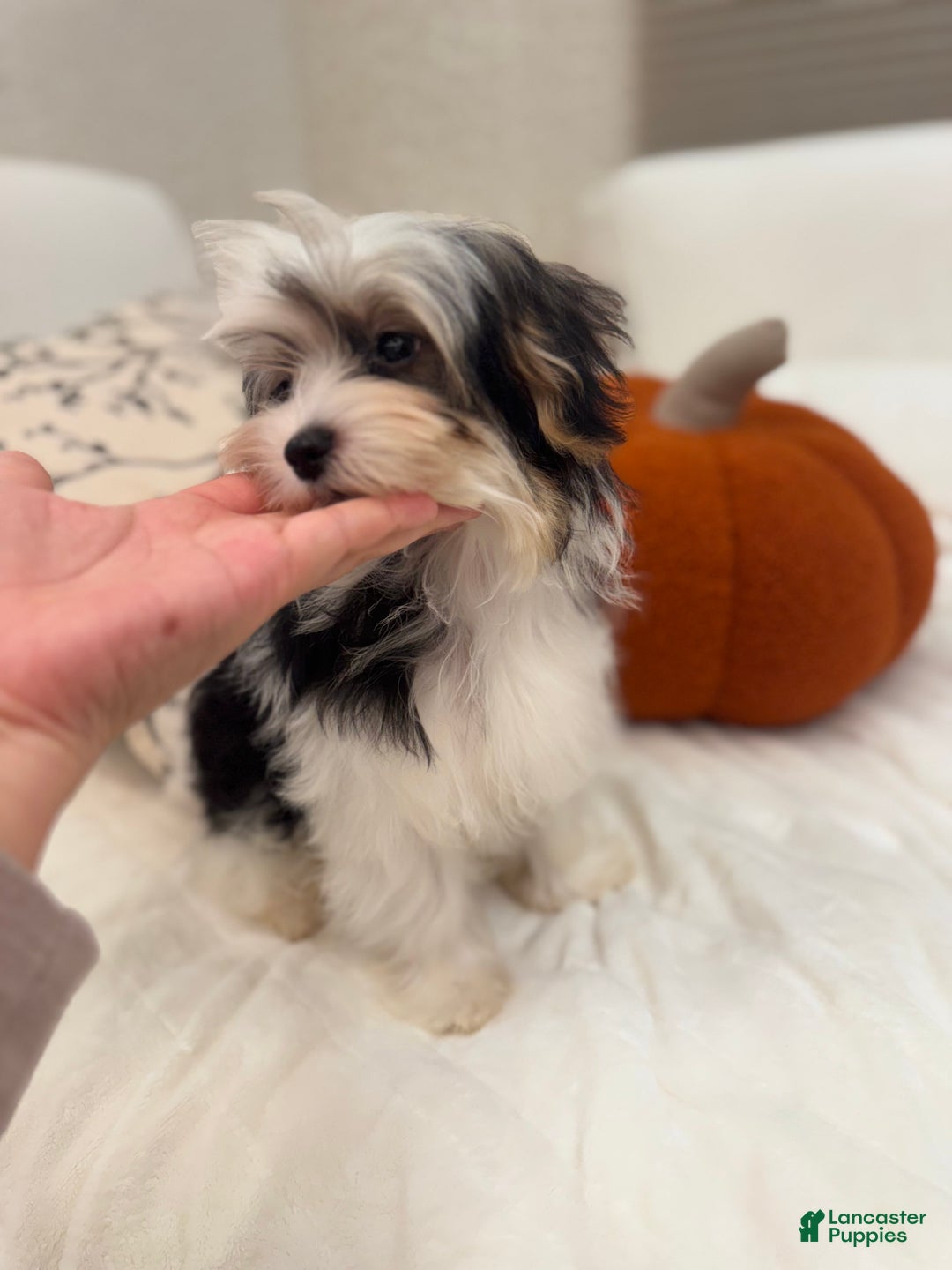 Morkie dogs for sale: Denis - Ad 5