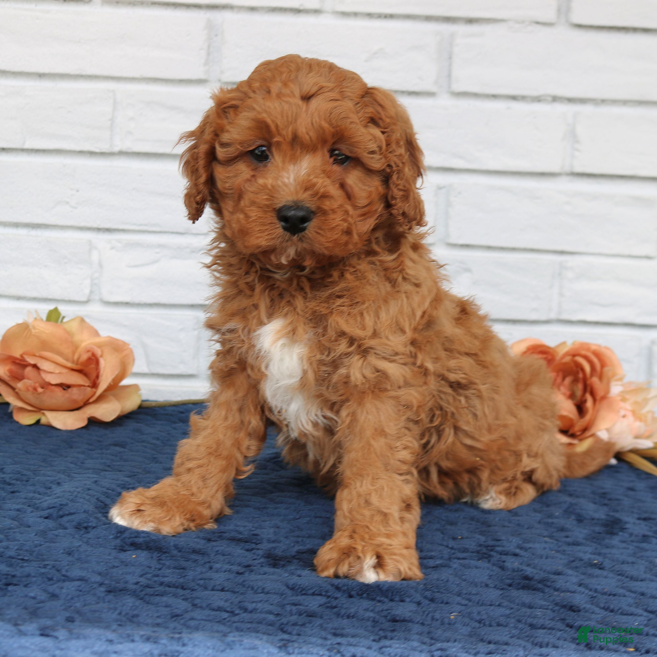 Cavapoo dogs Ace  - Ad 1