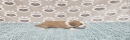 Mini Bernedoodle dogs for sale: F1b Stella - Ad 3