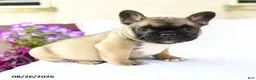 French Bulldog dogs for sale: Kayla Extra Small - Ad 4