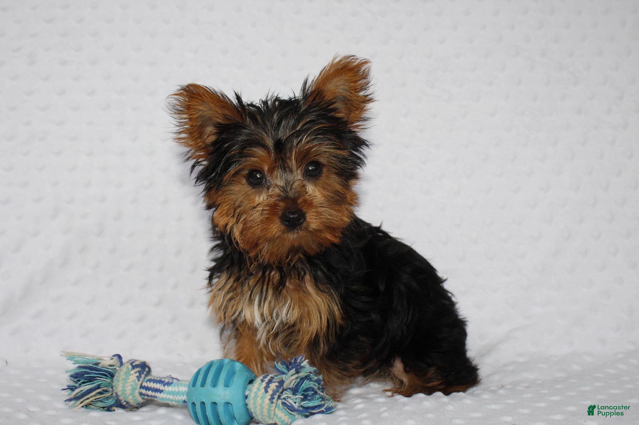 Yorkshire Terrier dogs Toby - Ad 1