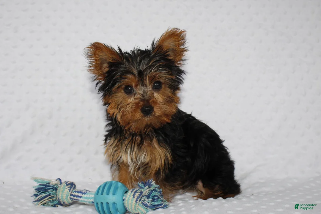 Yorkshire Terrier dogs for sale: Toby - Ad 1