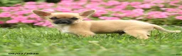 Chihuahua dogs for sale: Sir Peppito - Ad 4