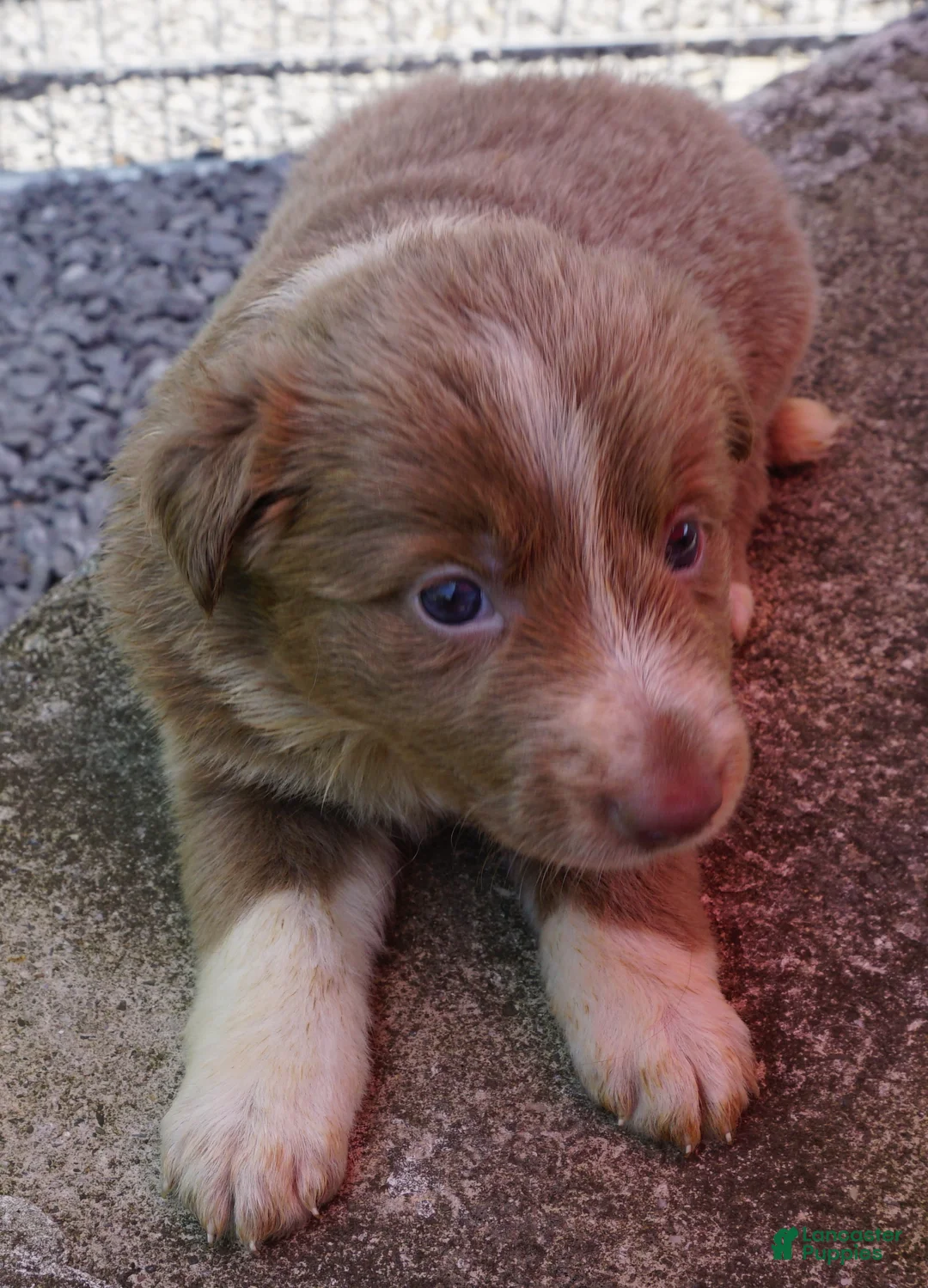 Border Collie dogs for sale: Cherie - Ad 2