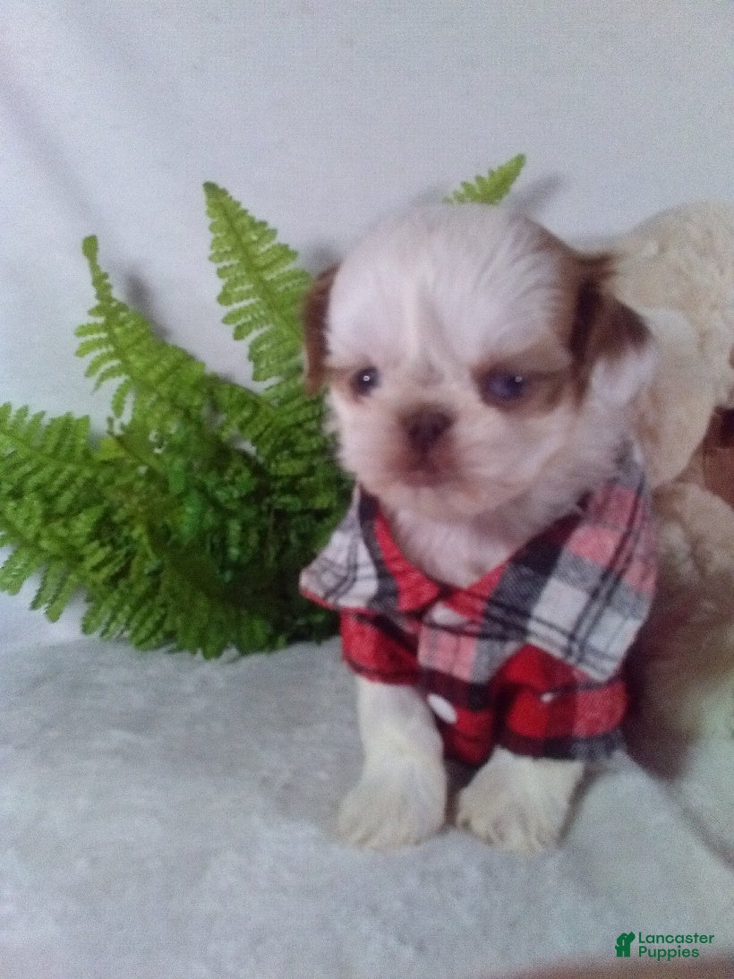 Shih Tzu dogs Bandit - Ad 31