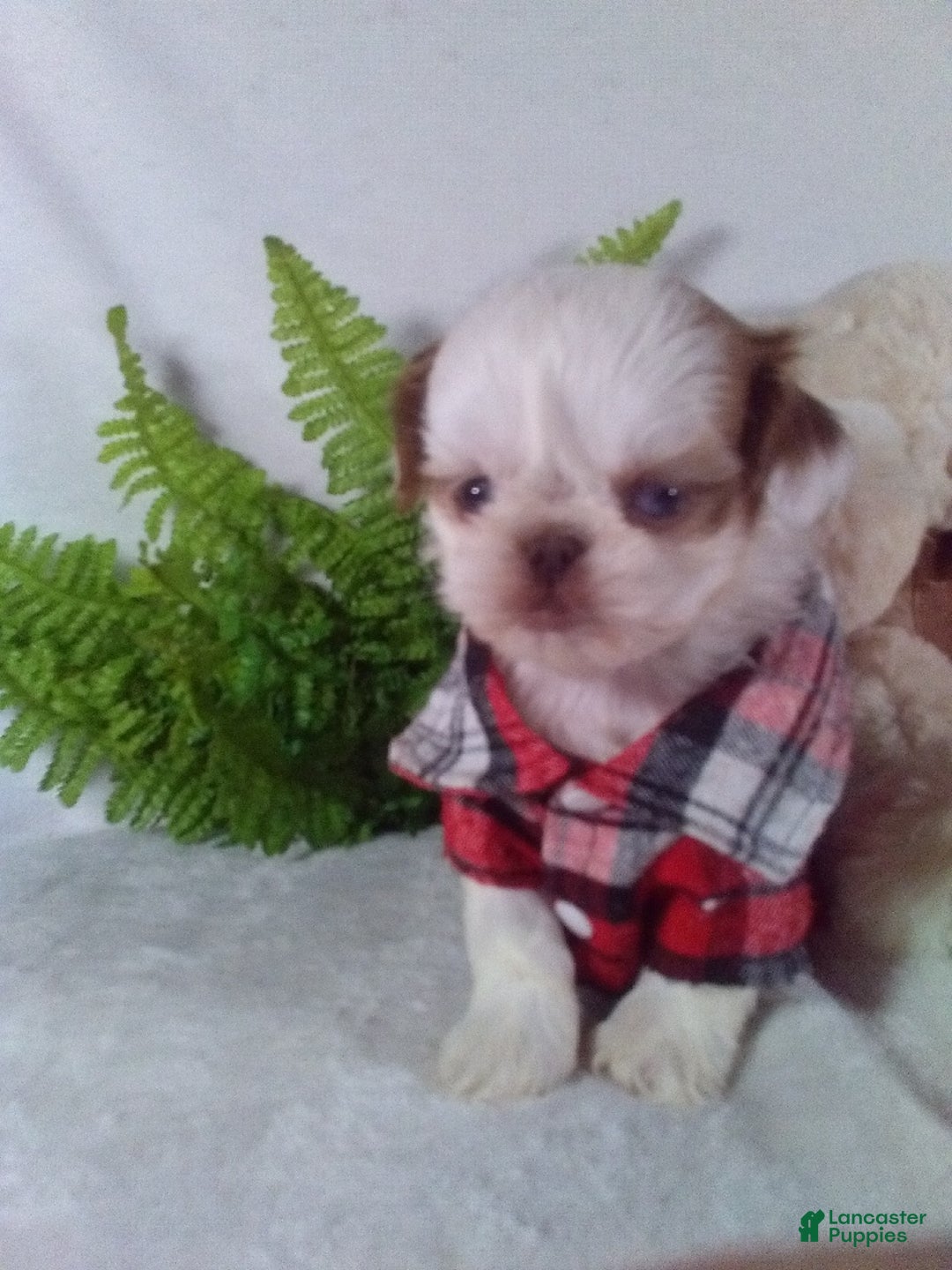 Shih Tzu dogs for sale: Bandit - Ad 1