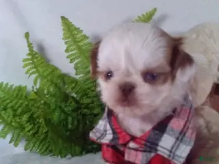 Shih Tzu dogs Bandit - Ad 16