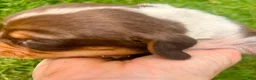 Beagle dogs for sale: Mr Blue - Ad 5