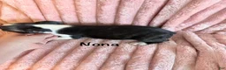 Boston Terrier dogs for sale: Nona - Ad 6