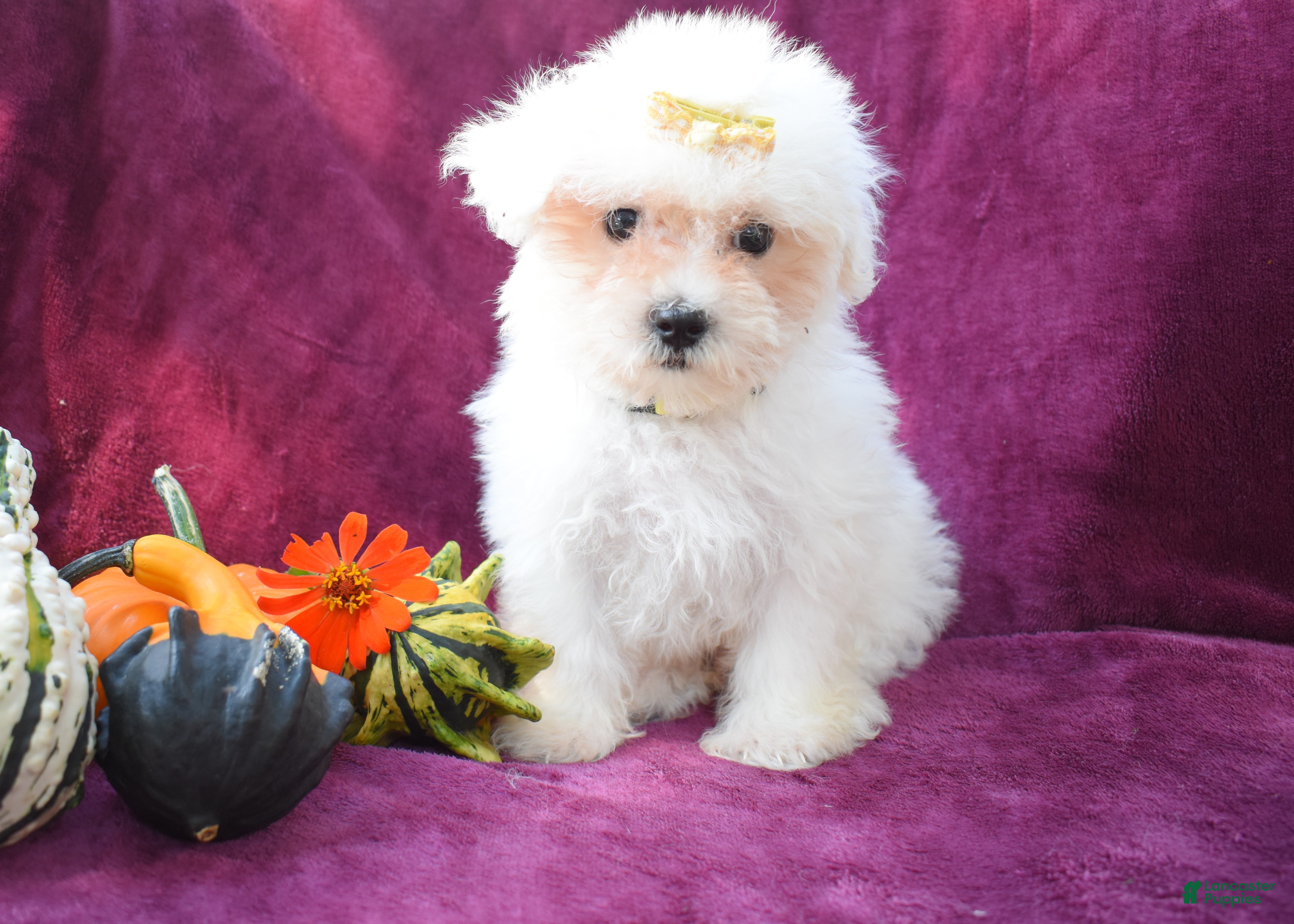 Maltese dogs Mason 🦴 - Ad 2