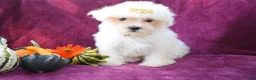 Maltese dogs for sale: Mason 🦴 - Ad 2